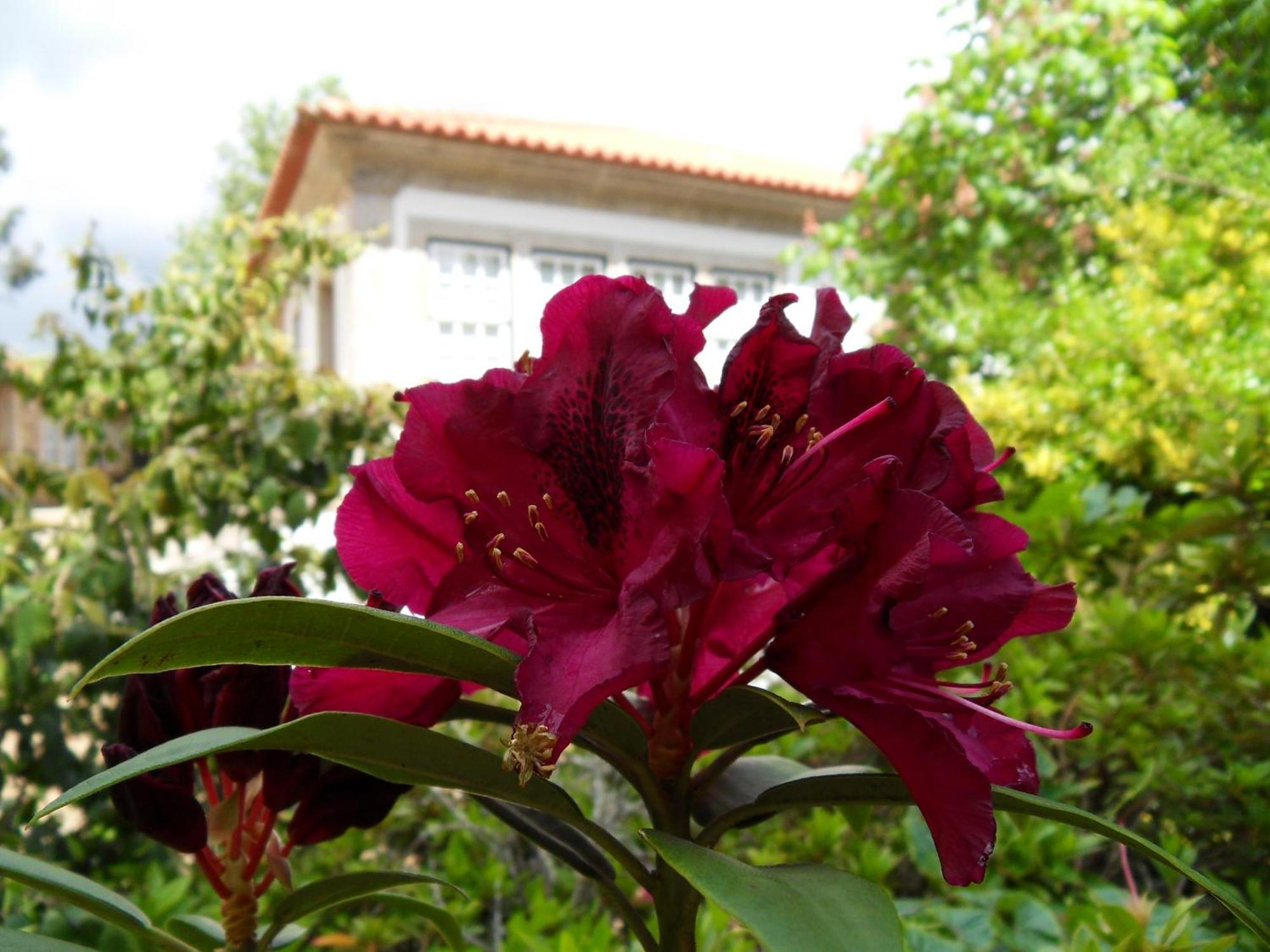 Quinta Do Bento Novo - Casa De Campo - Turismo Rural Виана до Кастело Екстериор снимка